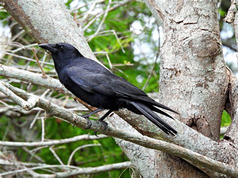 crow fish|Look for the Fish Crow Along Coasts and Rivers.